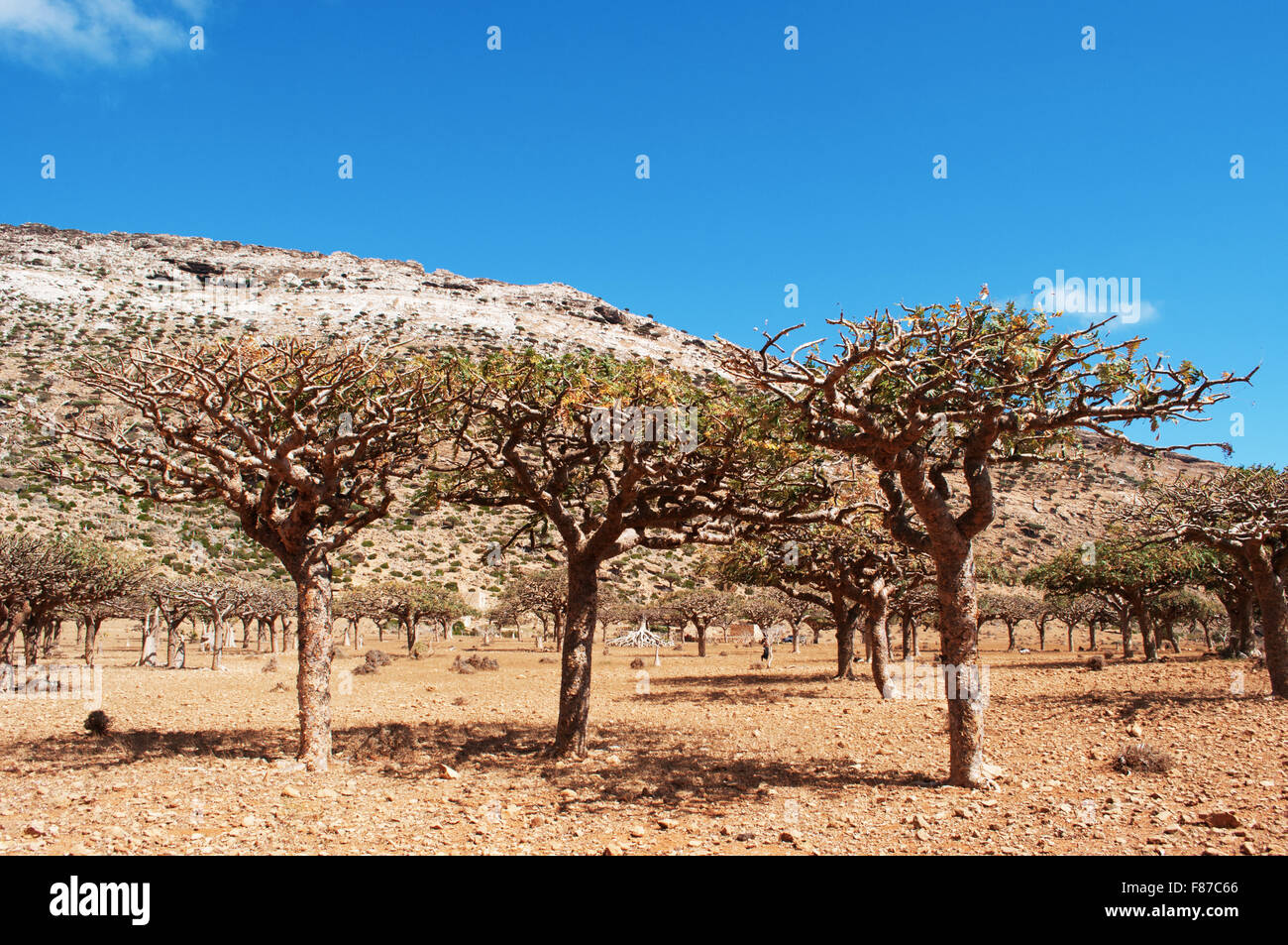 Drachenblutbaum jemen -Fotos und -Bildmaterial in hoher Auflösung – Alamy