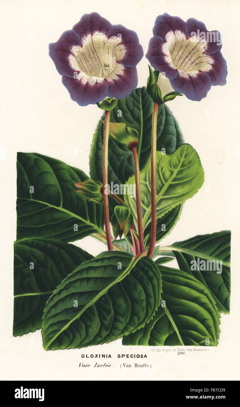 Gloxinia Vielfalt, Voie Lactee, Sinningia Speciosa. Handkoloriert Lithographie von Louis van Houtte und Charles Lemaire die Blumen von den Gärten und Gewächshäuser von Europa, Flore des Serres et des Jardins de l ' Europe, Gent, Belgien, 1870. Stockfoto