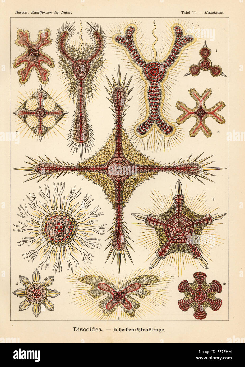 Discoidea Radiolaria Arten: Histiastrum Boseanum, Stephanastrum Quadratum, Dicranastrum Furcatum, Dictyastrum Trispinosum, Amphirhopalum Virchowii, Euchitonia Carcinus, Myelastrum Dodecaceros, Myelastrum Papilio Pentinastrum Asteriscus, Hexinastrum Geryonidum, Heliodrymus Dendrocyclus und Heliodiscus Glyphodon. Farblitho von Adolf Glitsch von einer Abbildung von Ernst Haeckel von Kunstformen in der Natur, Kunstformen der Natur, Liepzig, Deutschland, 1904. Stockfoto