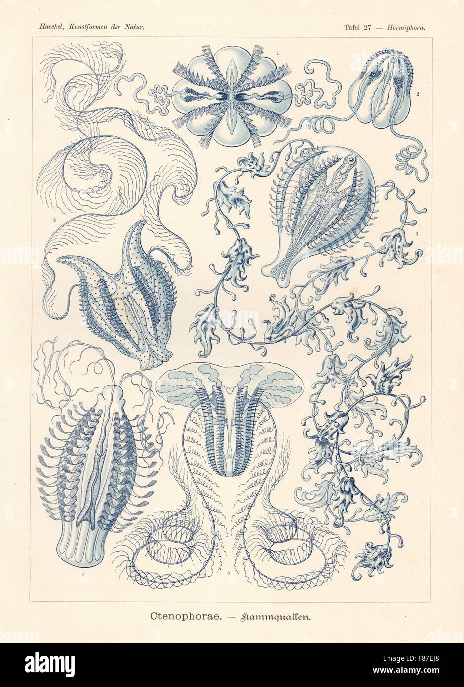 Ctenophora oder Kamm Gelee: Haeckelia Rubra 1,2, Hormiphora Arten 3, Callianira Bialata 4 und Tinerfe Cyanea 5 Lampea Pancerina 6. Farblitho von Adolf Glitsch von einer Abbildung von Ernst Haeckel von Kunstformen in der Natur, Kunstformen der Natur, Liepzig, Deutschland, 1904. Stockfoto