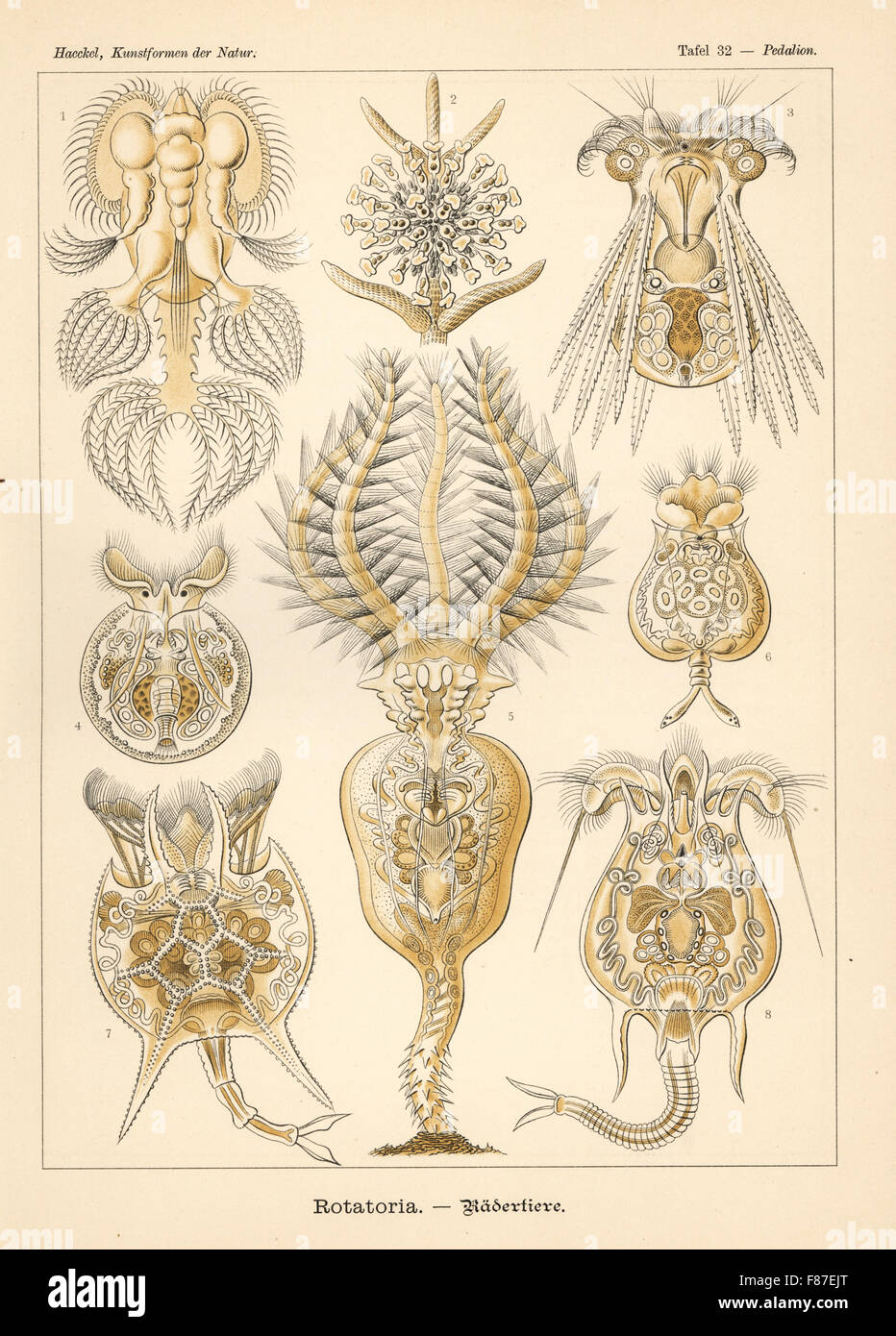 An Protozoen Arten: Hexarthra Mira 1, Lacinularia Flosculosa 2, Polyarthra Arten 3, Testudinella Patina 4 Stephanoceros Fimbriatus 5, Euchlanis Dilatata 6, Platyias Quadricornis 7 und Brachionus Quadridentatus 8. Farblitho von Adolf Glitsch von einer Abbildung von Ernst Haeckel von Kunstformen in der Natur, Kunstformen der Natur, Liepzig, Deutschland, 1904. Stockfoto