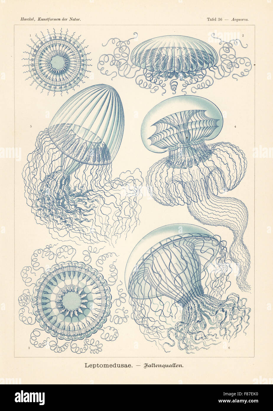 Leptomedusae Quallen: Aequorea Pensilis 1, Zygocanna Diploconus 2,3,5, vielen gerippt Qualle Aequorea Forskalea 4 und Orchistoma Elegans 6. Farblitho von Adolf Glitsch von einer Abbildung von Ernst Haeckel von Kunstformen in der Natur, Kunstformen der Natur, Liepzig, Deutschland, 1904. Stockfoto