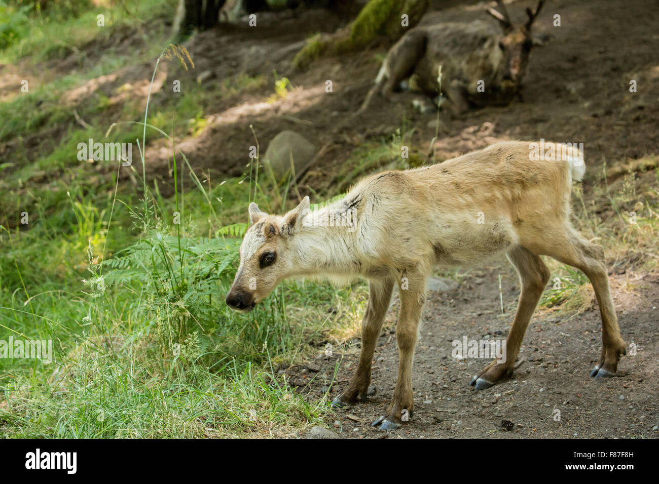Caribou Kuh und Kalb im Nordwesten Trek Wildlife Park in der Nähe von Eatonville, Washington, USA Stockfoto