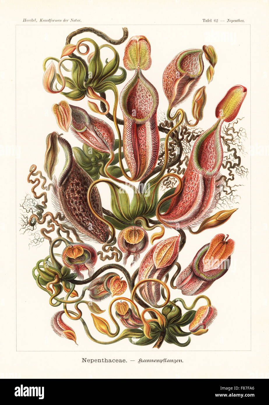 Nephenaceae oder Werfer Pflanzen: Nepenthes Gymnamphora (Nepenthes Melamphora), fleischfressende Pflanze ursprünglich aus Indonesien. Farblitho von Adolf Glitsch von einer Abbildung von Ernst Haeckel von Kunstformen in der Natur, Kunstformen der Natur, Liepzig, Deutschland, 1904. Stockfoto