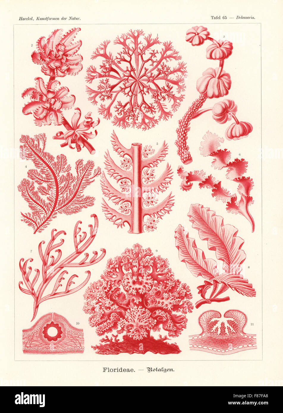 Rote Algen und Seegras oder Florideae: Irisch Moos, Chondrus Crispus, Konglomerat Algen, Melanamansia Glomerata, Constantinea Rosa-Marina, Ptilota Serrata, Neoptilota Densa, Rissoella Verruculosa, Hypoglossum Involvens, Delesseria Involvens, Meer Buche, Delesseria sanguineaund, Platoma Cyclocolpum, Solieria Chordalis und Amphiplexia Hymenocladioides. Farblitho von Adolf Glitsch von einer Abbildung von Ernst Haeckel von Kunstformen in der Natur, Kunstformen der Natur, Liepzig, Deutschland, 1904. Stockfoto