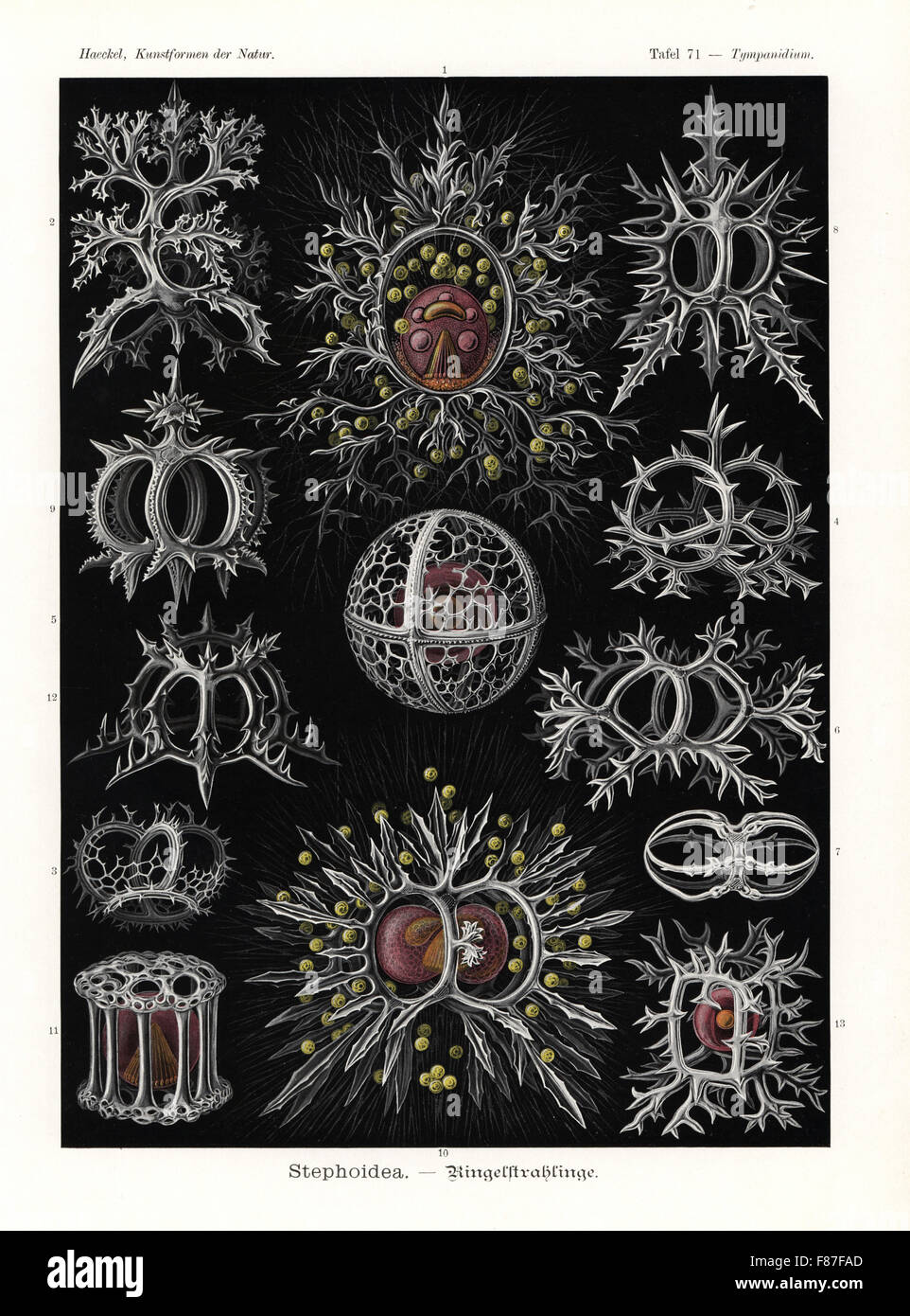 Stephoidea Radiolarien oder Radiozoa: Lithocircus Arten, Tholospyris Procera Skelett, Skelett Acanthodesmia Arten, Tristephanium Dimensivum Skelett, Trissocyclidae Arten, Acanthodesmia Viniculata Skelett, Amphispyris Zonarius Skelett, Trissocyclidae Arten Skelett, Trissocyclidae Arten Skelett, Tympanidium Foliosum, Lithotympanum Tuberosum, Nassellaria Arten Skelett und Lithocubus Arten. Farblitho von Adolf Glitsch von einer Abbildung von Ernst Haeckel von Kunstformen in der Natur, Kunstformen der Natur, Liepzig, Deutschland, 1904. Stockfoto