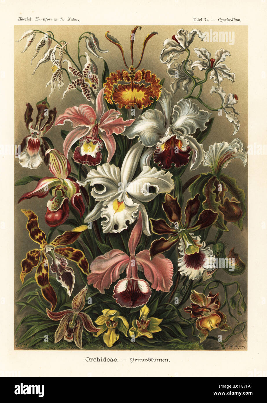 Orchideae: Odontoglossum Naevium, Psychopsis Krameriana, Cyrtochilum Ramosissimum, Oncidium Schroederianum, Cattleya Ballantiniana, Cattleya Mendelii, Phragmipedium Sedenii, Cattleya Warscewiczii, Paphiopedilum Insigne, Odontoglossum Wattianum, Cattleya Labiata, Encyclia Cordigera, Paphiopedilum Argus, Paphinia Rugosa, Promenaea Xanthina und Oncidium Loxense. Farblitho von Adolf Glitsch von einer Abbildung von Ernst Haeckel von Kunstformen in der Natur, Kunstformen der Natur, Liepzig, Deutschland, 1904. Stockfoto