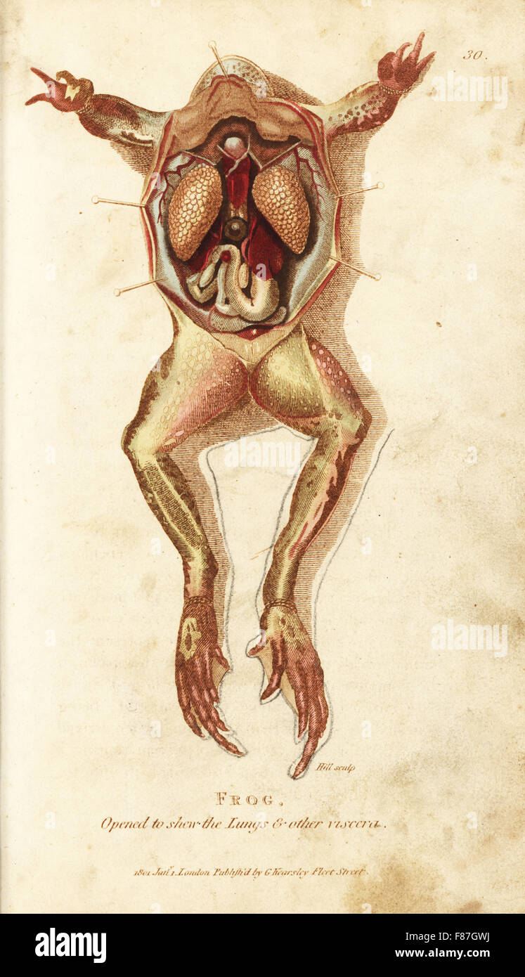 Frosch, geöffnet, um die Lunge und andere innere Organe zeigen. Handkoloriert Kupferstich von Hill nach einer Illustration von George Shaw aus seine allgemeine Zoologie, Amphibien, London, 1801. Stockfoto