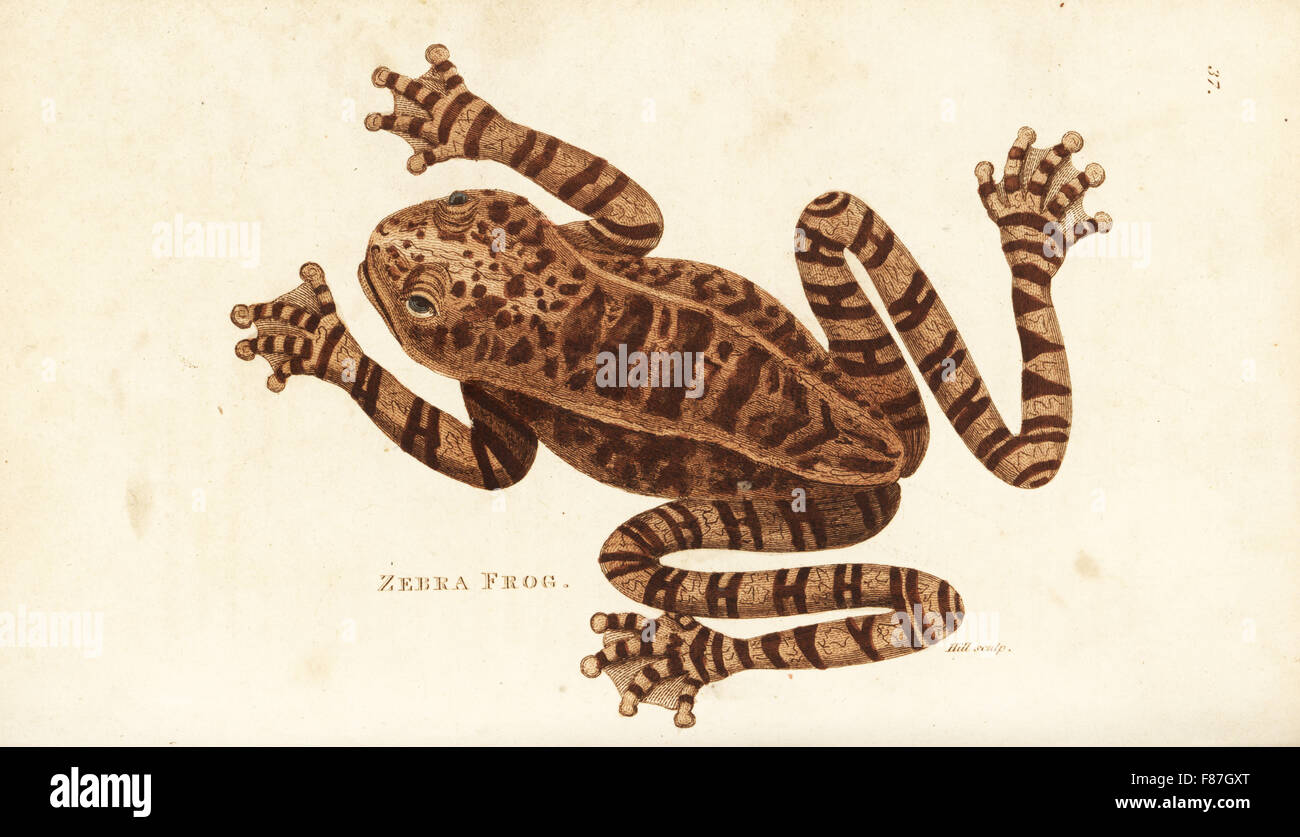 Rostige Laubfrosch, Hypsiboas Boans (Zebra Frog, Rana Zebra). Handkoloriert Kupferstich von Hill nach einer Illustration von George Shaw aus seine allgemeine Zoologie, Amphibien, London, 1801. Stockfoto