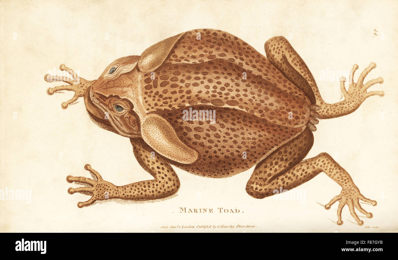 Cane Toad oder marine Kröte, Schädlingsbekämpfer Marina. Handkoloriert Kupferstich von Hill nach einer Illustration von George Shaw aus seine allgemeine Zoologie, Amphibien, London, 1801. Stockfoto