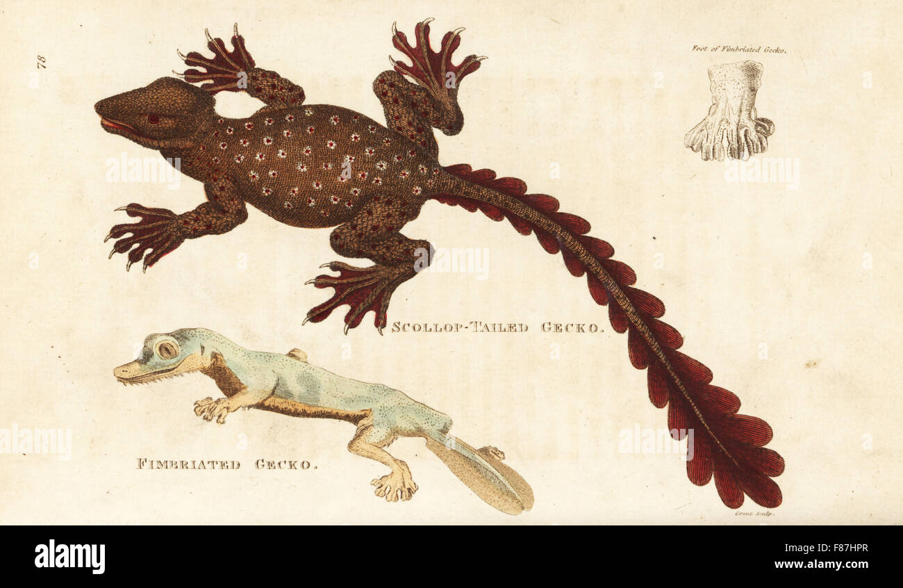 Unbekannte Geckoarten aus Arabien (Scollop-tailed Gecko, Lacerta Caudiverbera) und riesigen Blatt-tailed Gecko Uroplatus Fimbriatus (gefransten Gecko, Stellio Fimbriatus). Handkoloriert Kupferstich von Grant nach einer Illustration von George Shaw aus seine allgemeine Zoologie, Amphibien, London, 1801. Stockfoto