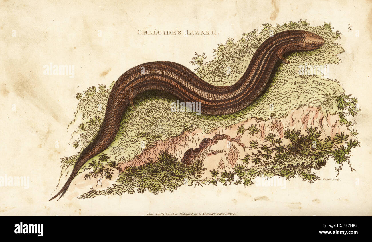 Bronze oder ocellated Skink Chalcides Ocellatus (Chalcides Eidechse, Lacerta Chalcides). Handkoloriert Kupferstich von Heath nach einer Illustration von George Shaw aus seine allgemeine Zoologie, Amphibien, London, 1801. Stockfoto