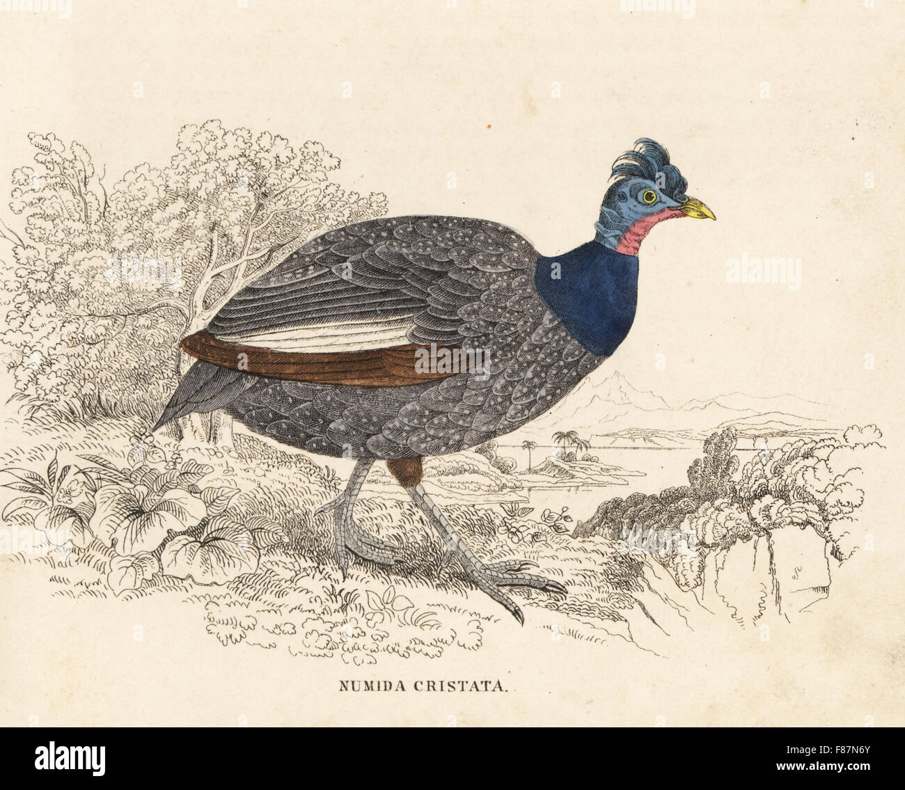 Crested Perlhühner, Guttera Pucherani (Numida Cristata). Handkoloriert Stahlstich von Georg Friedrich Treitschkes Galerie of Natural History, Naturhistorischer Bildersaal des Thierreiches, Liepzig, 1842. Stockfoto