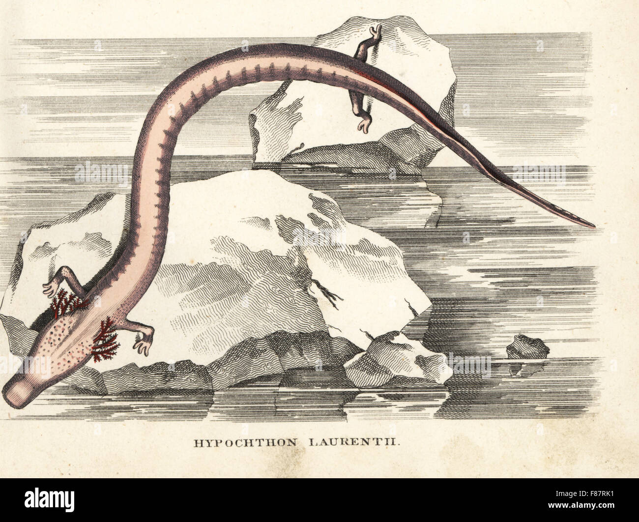 Olm Salamander Stockfotos Und Bilder Kaufen Alamy