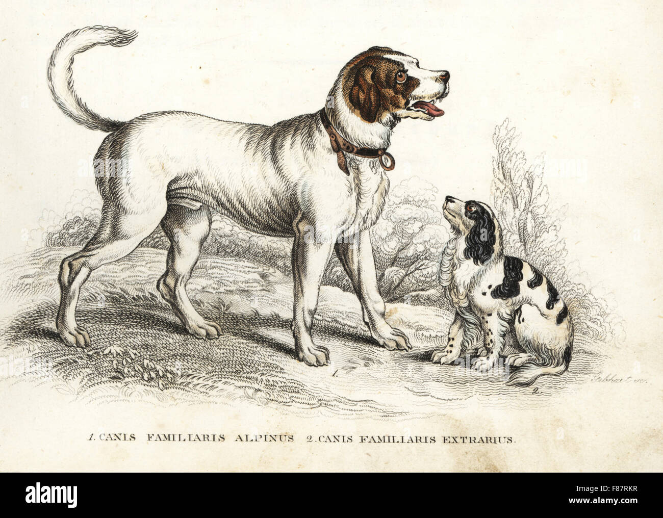 Bernhardiner und King Charles Spaniel, Canis Lupus Familiaris. Handkoloriert Lithographie von Georg Friedrich Treitschkes Galerie of Natural History, Naturhistorischer Bildersaal des Thierreiches, Liepzig, 1842. Stockfoto