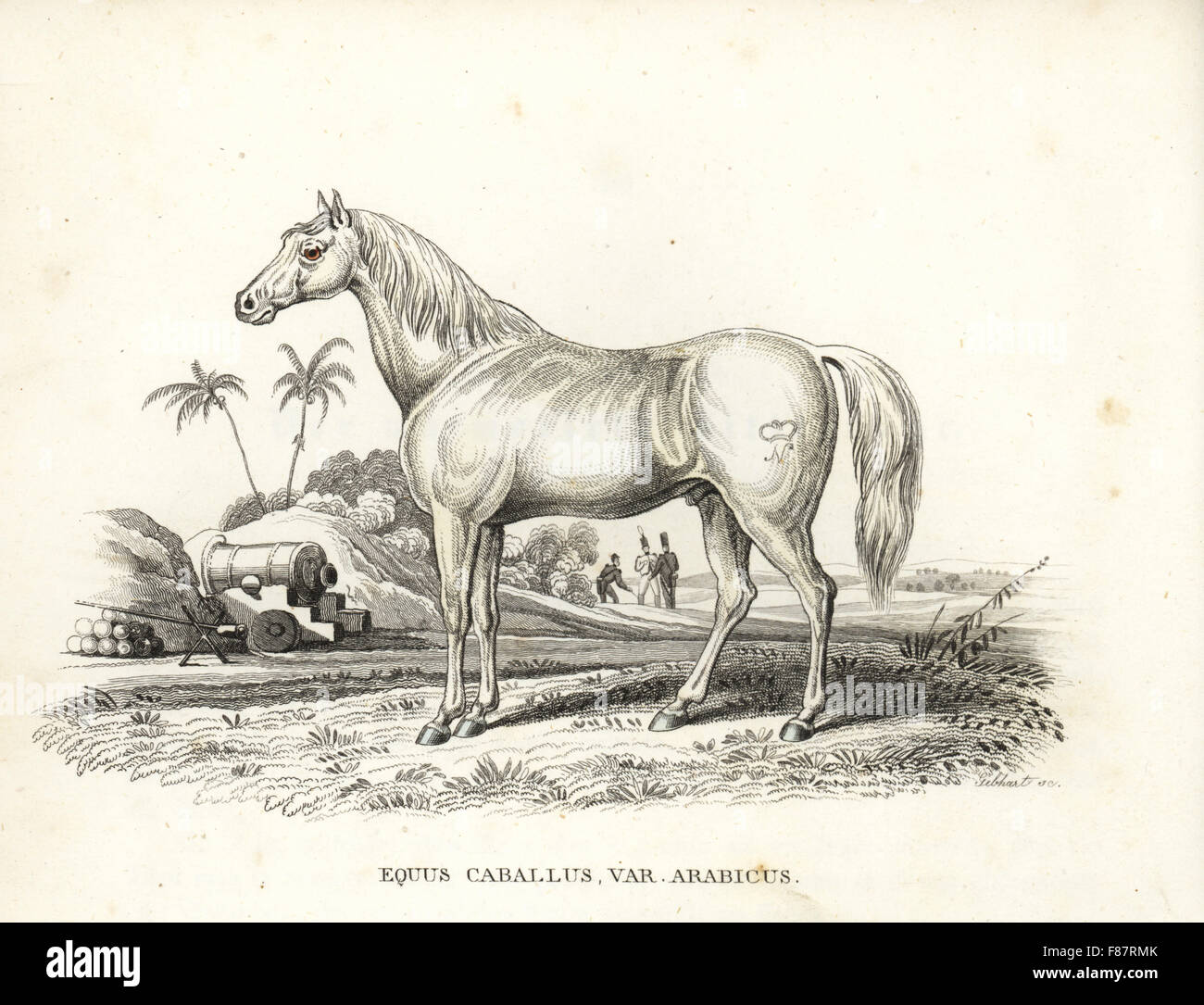 Persischen oder arabischen Pferd, Equus Caballus var. Arabicus. Mit Napoleons Marke auf seine Flanke und französische Soldaten und Kanonen inmitten der nordafrikanischen Schlachtfeld. Handkoloriert Lithographie von Georg Friedrich Treitschkes Galerie of Natural History, Naturhistorischer Bildersaal des Thierreiches, Liepzig, 1842. Stockfoto
