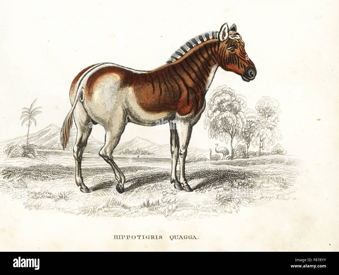 Quagga, Equus Quagga Quagga (Hippotigris Quagga) ausgestorbene Arten von Zebra. Handkoloriert Lithographie von Georg Friedrich Treitschkes Galerie of Natural History, Naturhistorischer Bildersaal des Thierreiches, Liepzig, 1842. Stockfoto