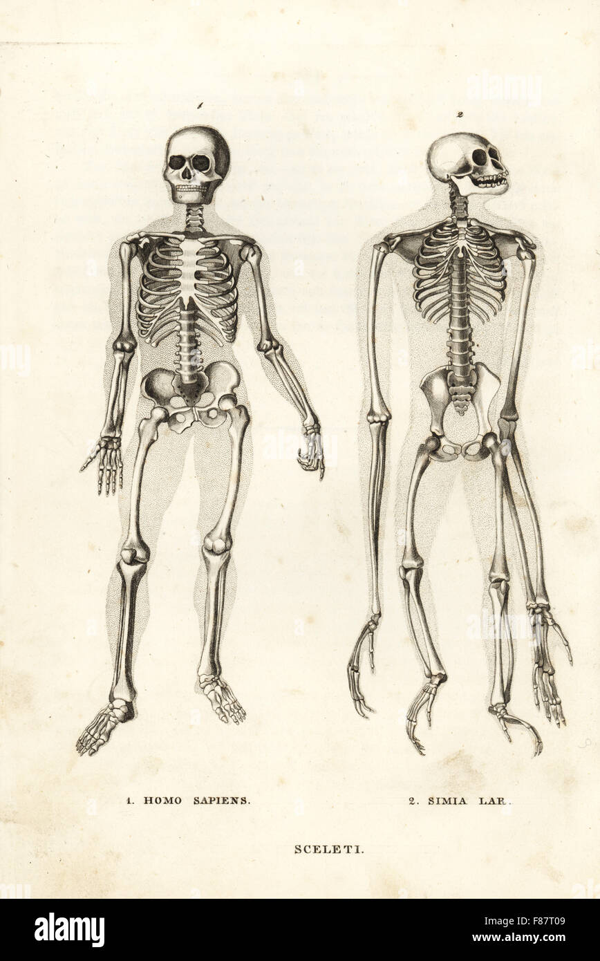 Skelette von einem Mann, Homo Sapiens und vom Aussterben bedrohte Lar Gibbon, Hylobates Lar (Simia Lar). Lithographie von Georg Friedrich Treitschkes Galerie of Natural History, Naturhistorischer Bildersaal des Thierreiches, Liepzig, 1842. Stockfoto