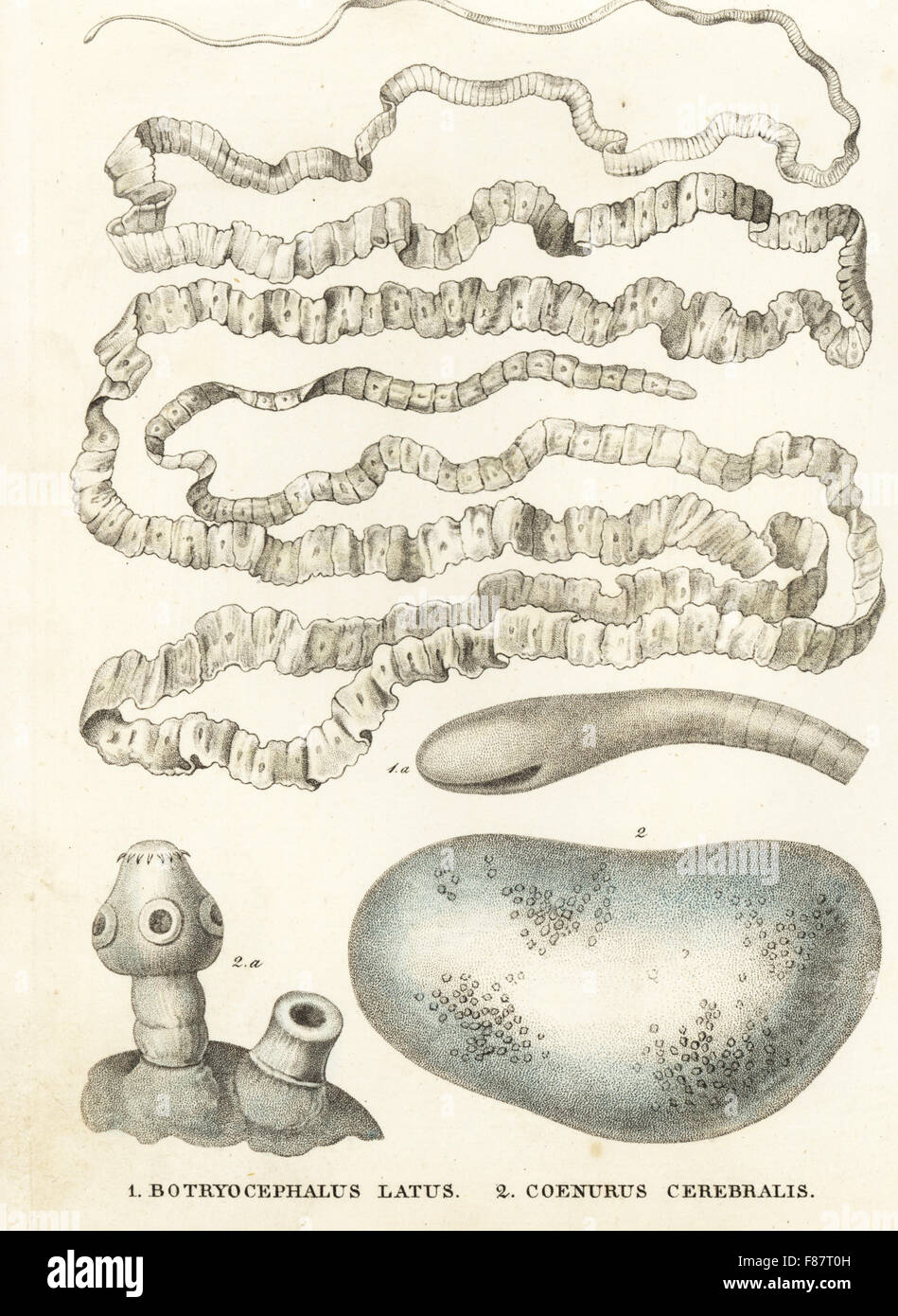 Asiatische Bandwurm, Bothriocephalus Acheilognathi (Botryocephalus Latus), Süßwasserfische Parasit und Coenurus Cerebralis Larve der Bandwurm Multiceps Multiceps, gefunden im Schafspelz Gehirne. Handkoloriert Lithographie von Georg Friedrich Treitschkes Galerie of Natural History, Naturhistorischer Bildersaal des Thierreiches, Liepzig, 1842. Stockfoto