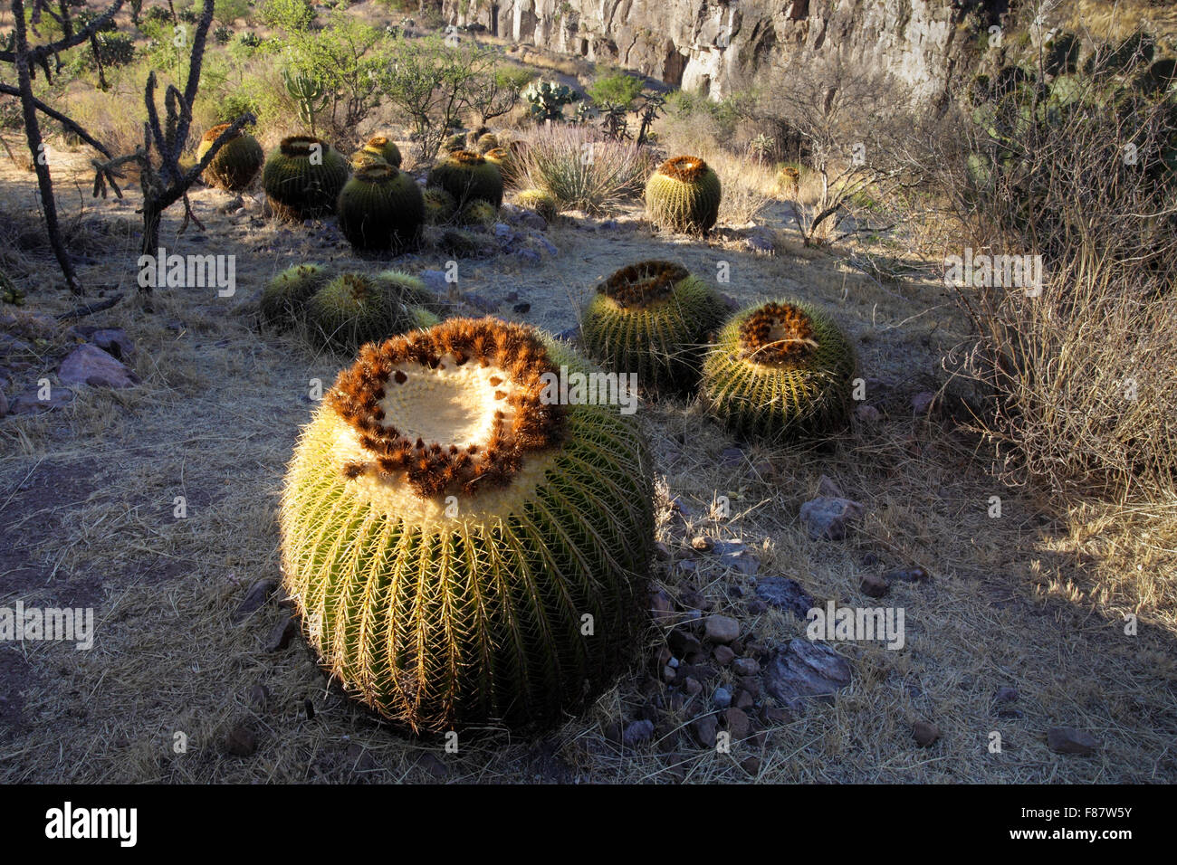 Barrel Cactus in der Nähe von El Charco, San Miguel de Allende, Mexiko Stockfoto
