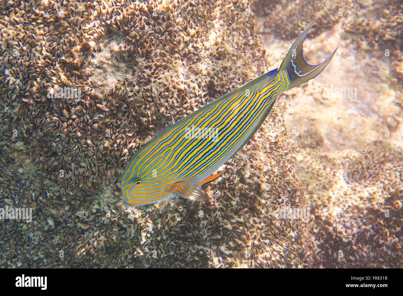 Clown-Doktorfisch im Indischen Ozean in der Nähe von Seychellen. Stockfoto