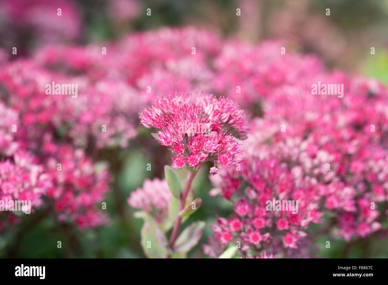 Hylotelephium 'Ruby Glow'. Sedum x rubrotictum 'Ruby Glow' Blumen. Stockfoto