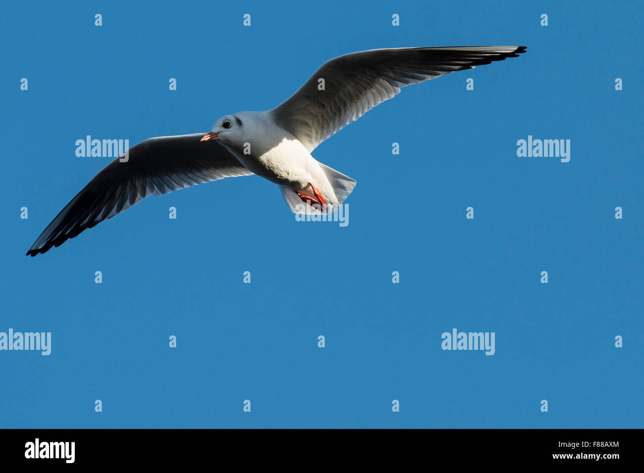 Schwarze Leitung Möwe Segelfliegen in den blauen Himmel am Southampton Water Stockfoto