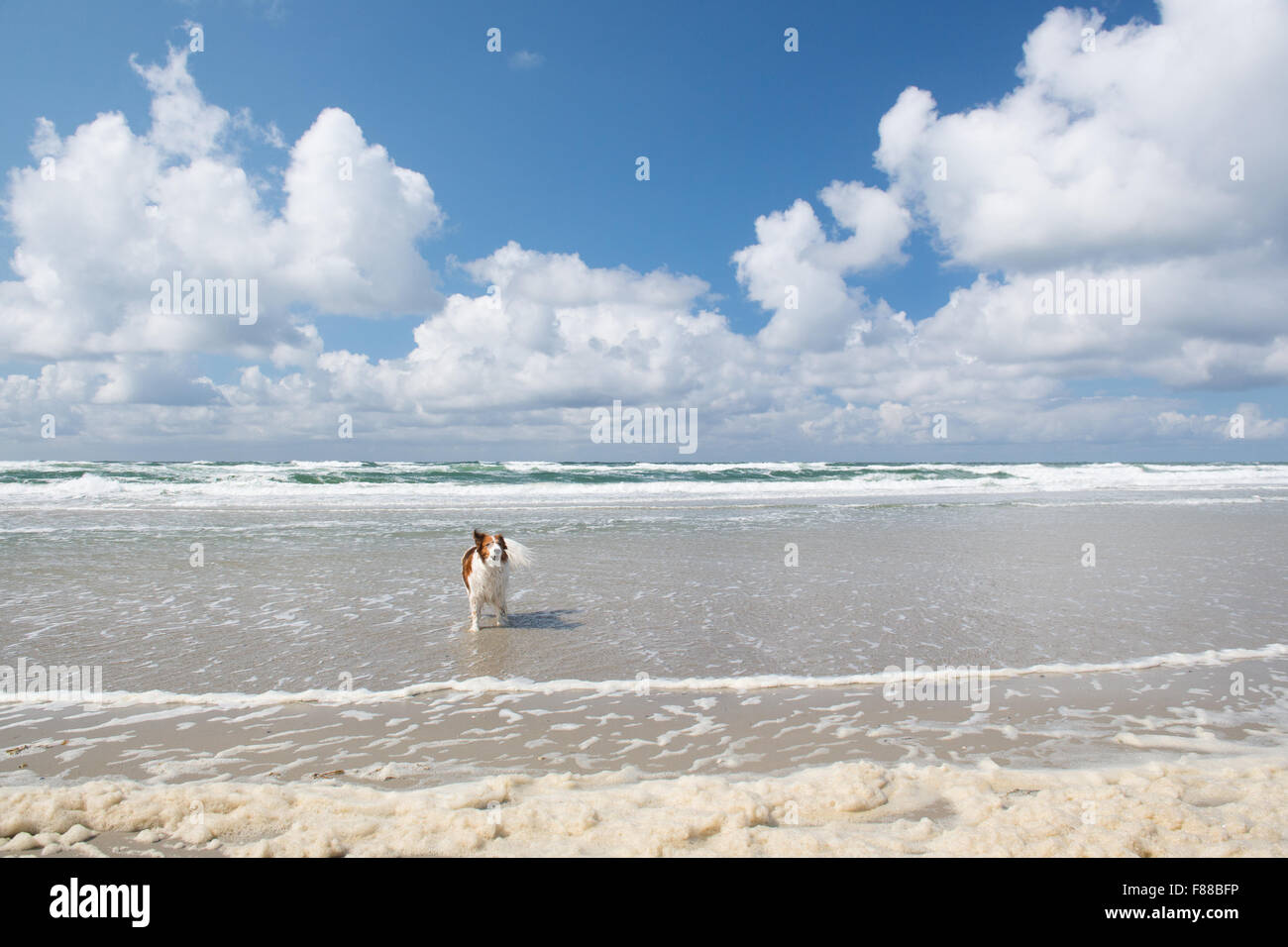 Hund, Schwimmen in der Nordsee Stockfoto