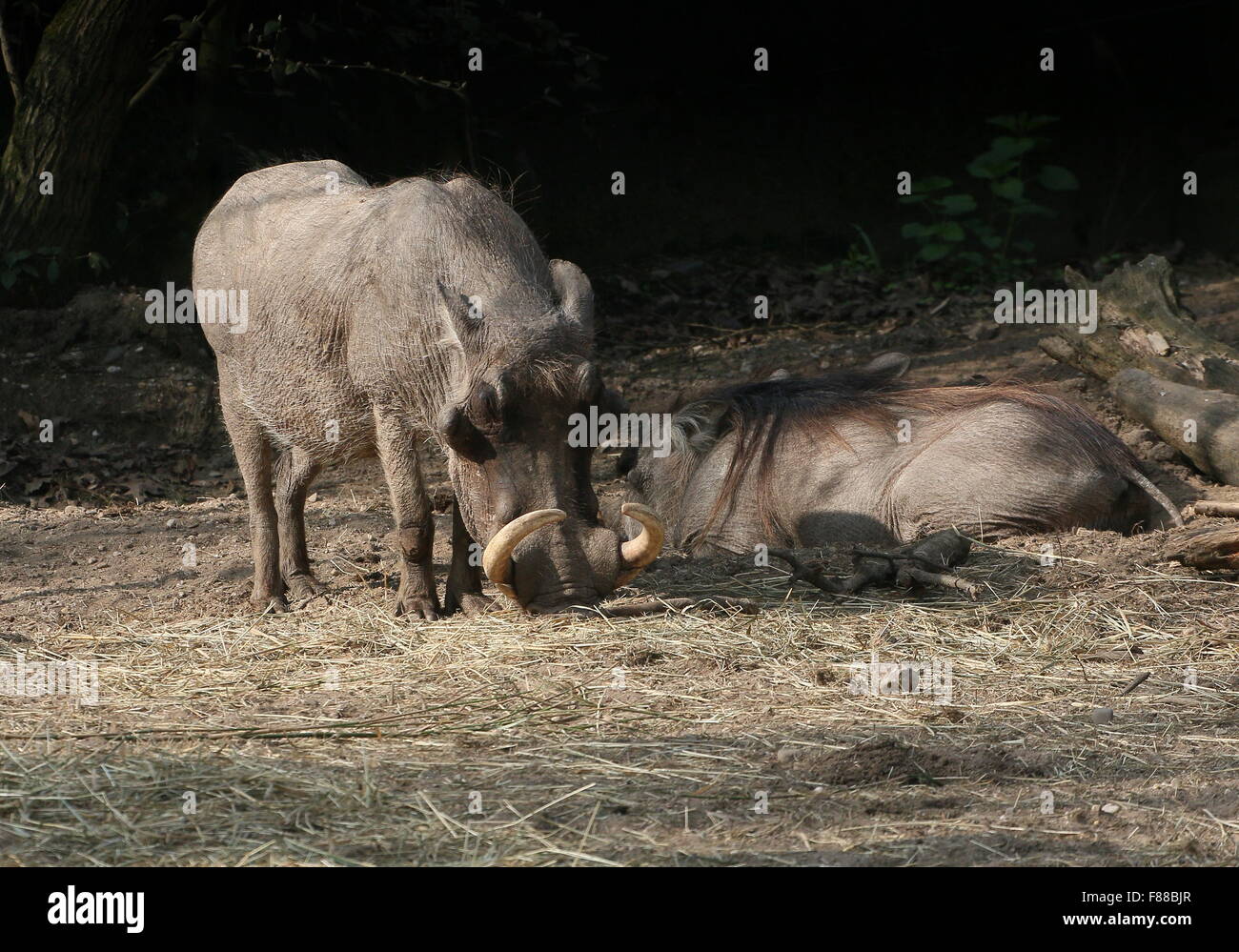 Männliche Tusker afrikanischen Warzenschwein (Phacochoerus Africanus) Stockfoto