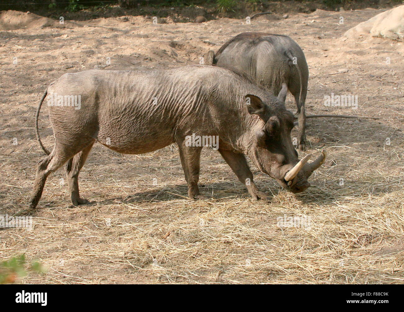 Männliche Tusker afrikanischen Warzenschwein (Phacochoerus Africanus) Stockfoto