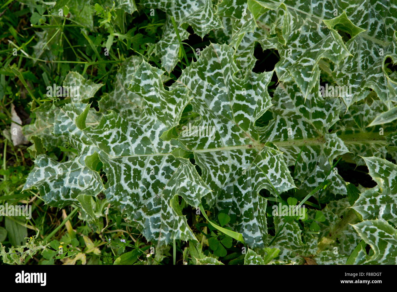 Blatt der Mariendistel, Silybum marianum Stockfoto