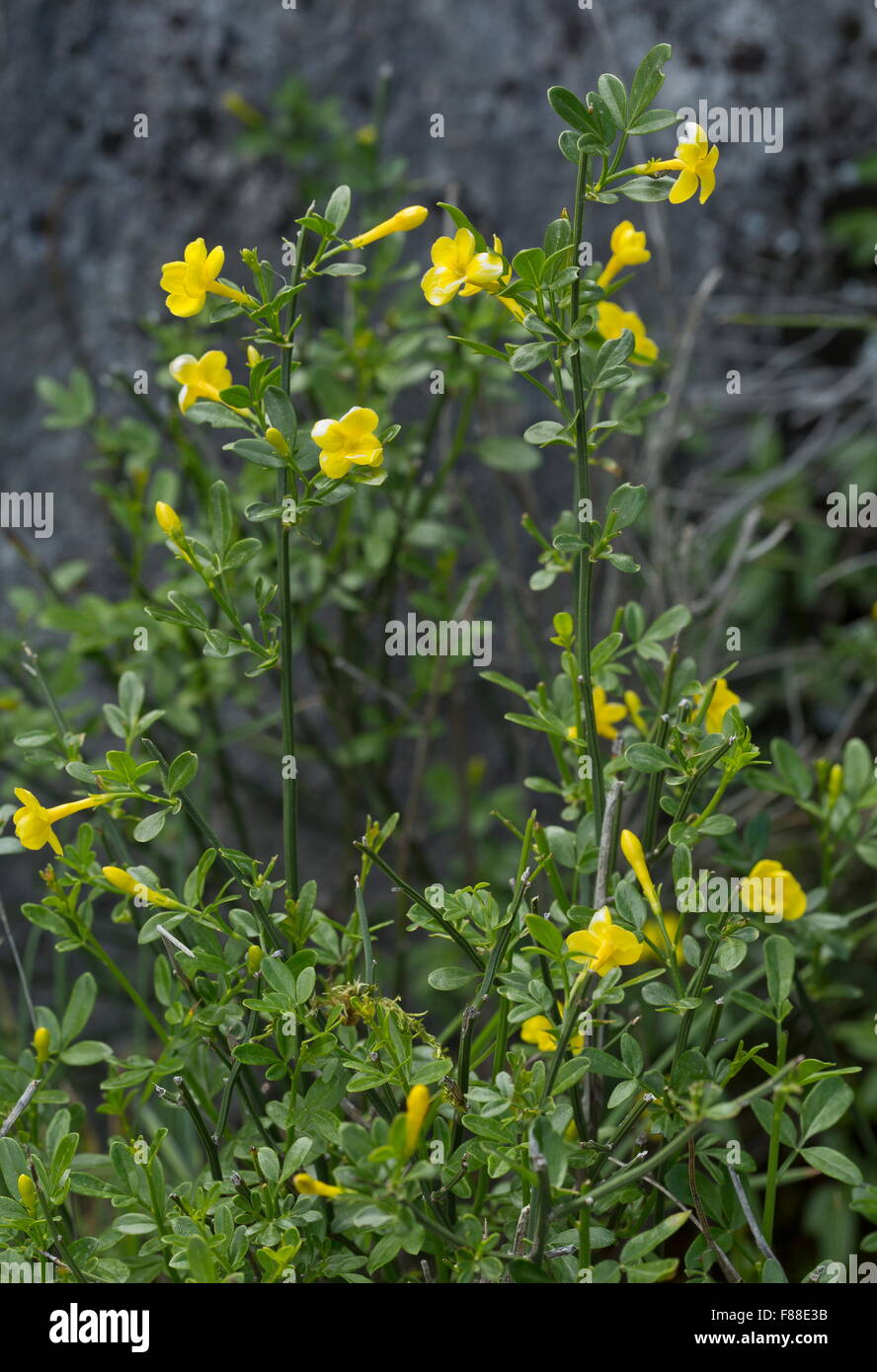 Wilder Jasmin, Jaminum Fruticans, auf Kalkstein, Andalusien Stockfoto