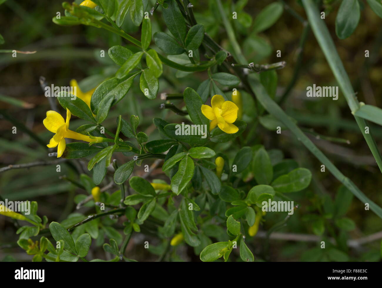 Wilder Jasmin, Jaminum Fruticans, auf Kalkstein, Andalusien Stockfoto