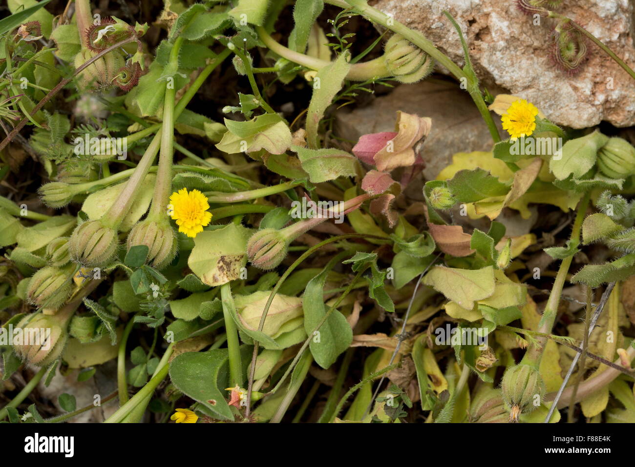 Hedypnois, Hedypnois Rhagadioloides, eine niedrig wachsende Composite, Südspanien. Stockfoto