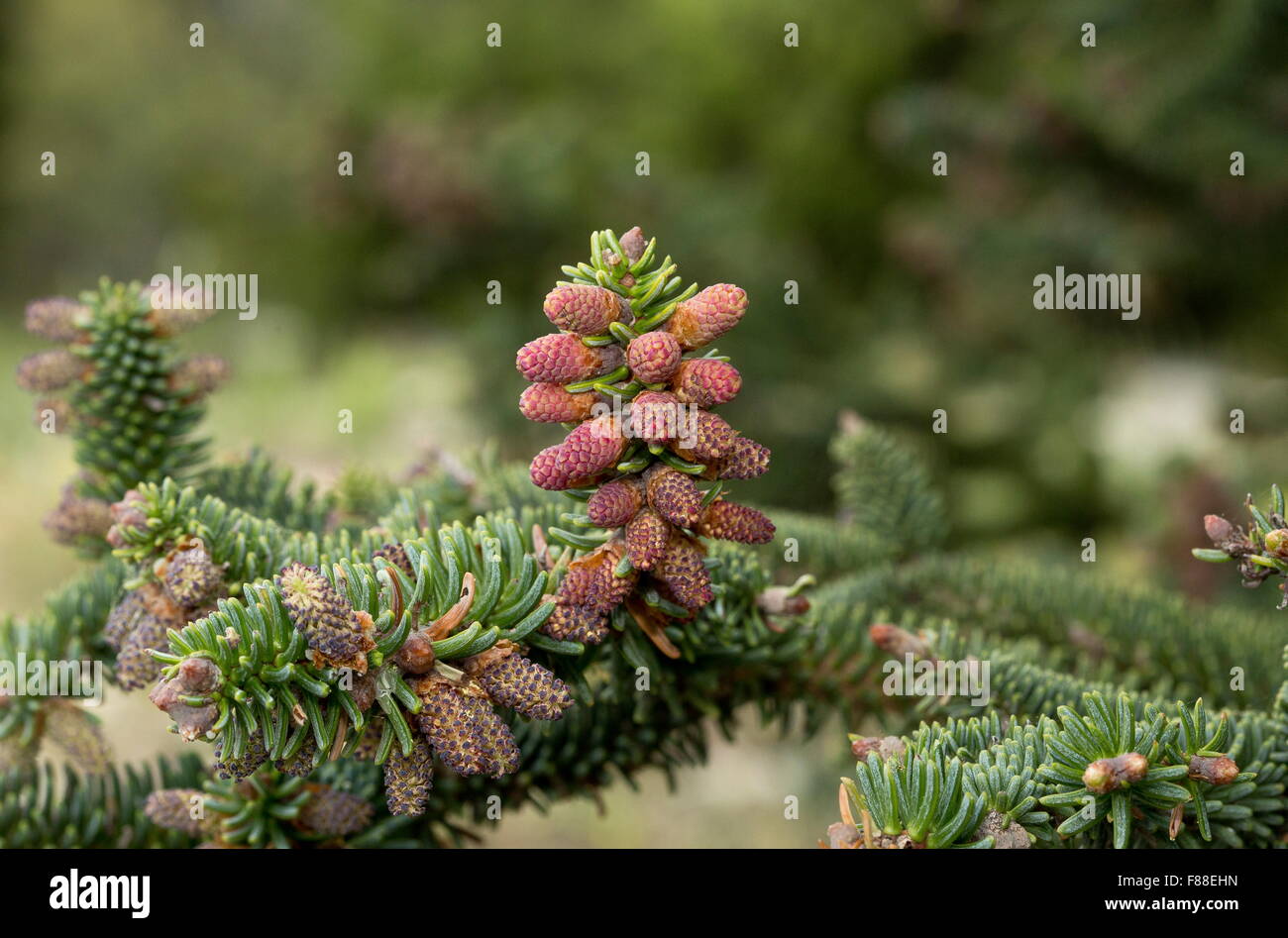 Spanische Tanne, Abies Pinsapo, männlichen Zapfen im Frühjahr. Sierra de Las Nieves, Spanien. Stockfoto