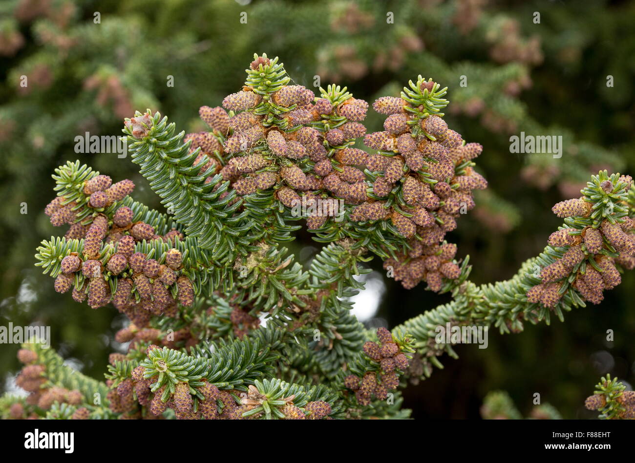 Spanische Tanne, Abies Pinsapo, männlichen Zapfen im Frühjahr. Sierra de Las Nieves, Spanien. Stockfoto