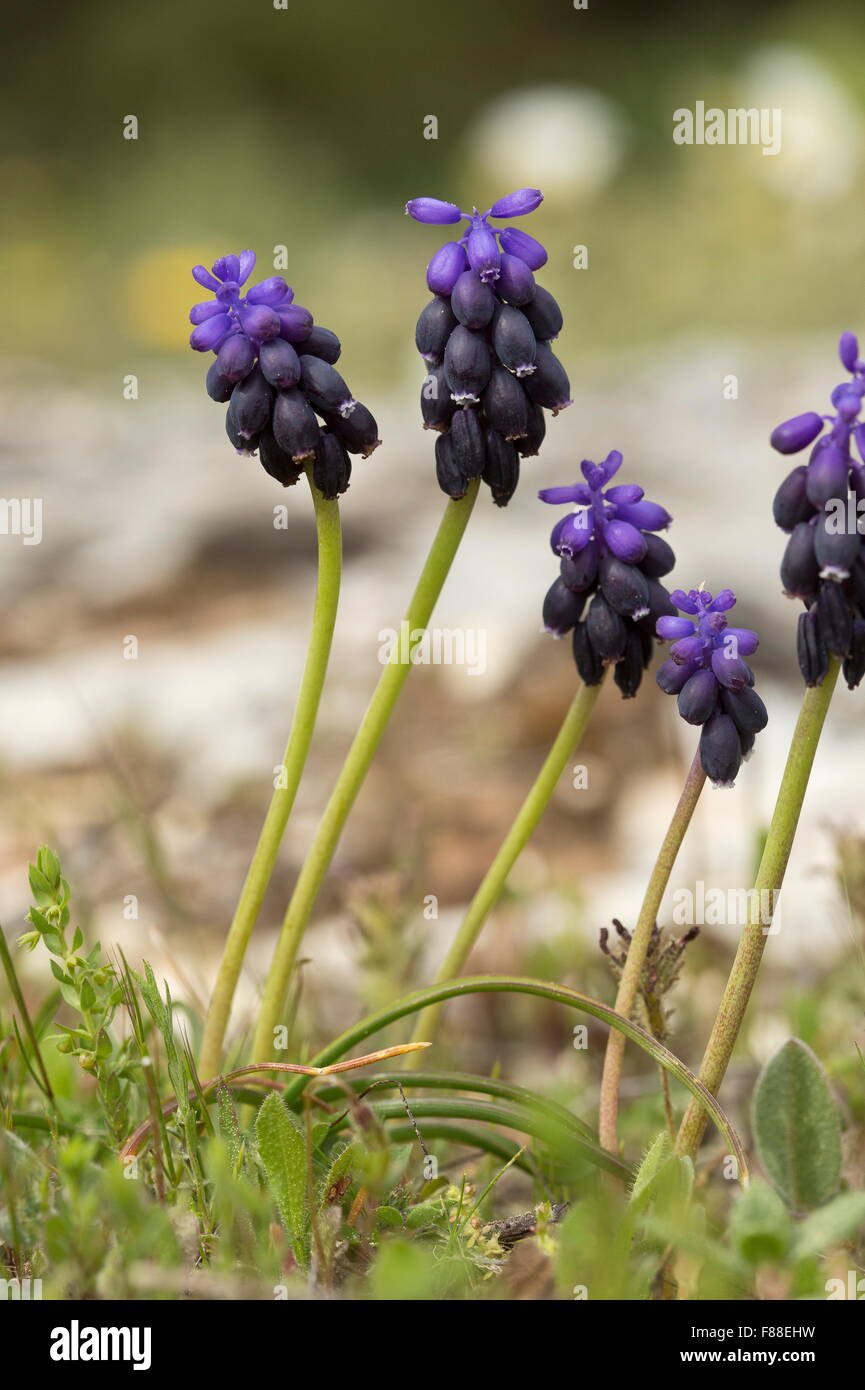 Grape Hyacinth, gemeinsame Grape Hyacinth, Stärke Trauben Hyazinthe, Muscari neglectum Stockfoto