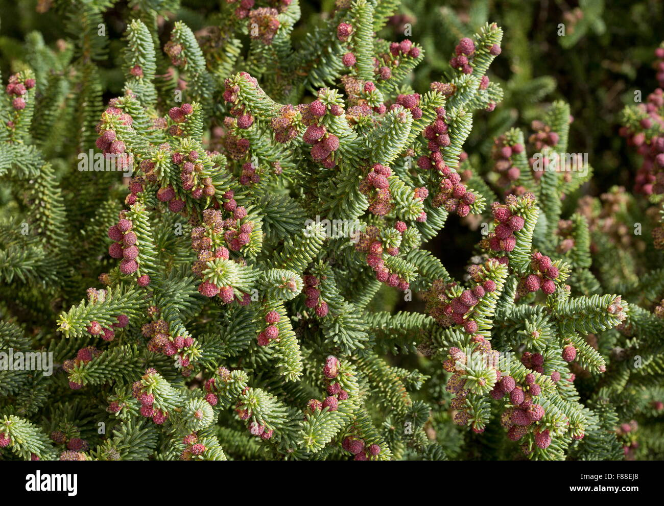 Spanische Tanne, Abies Pinsapo, männlichen Zapfen im Frühjahr. Sierra de Las Nieves, Spanien. Stockfoto