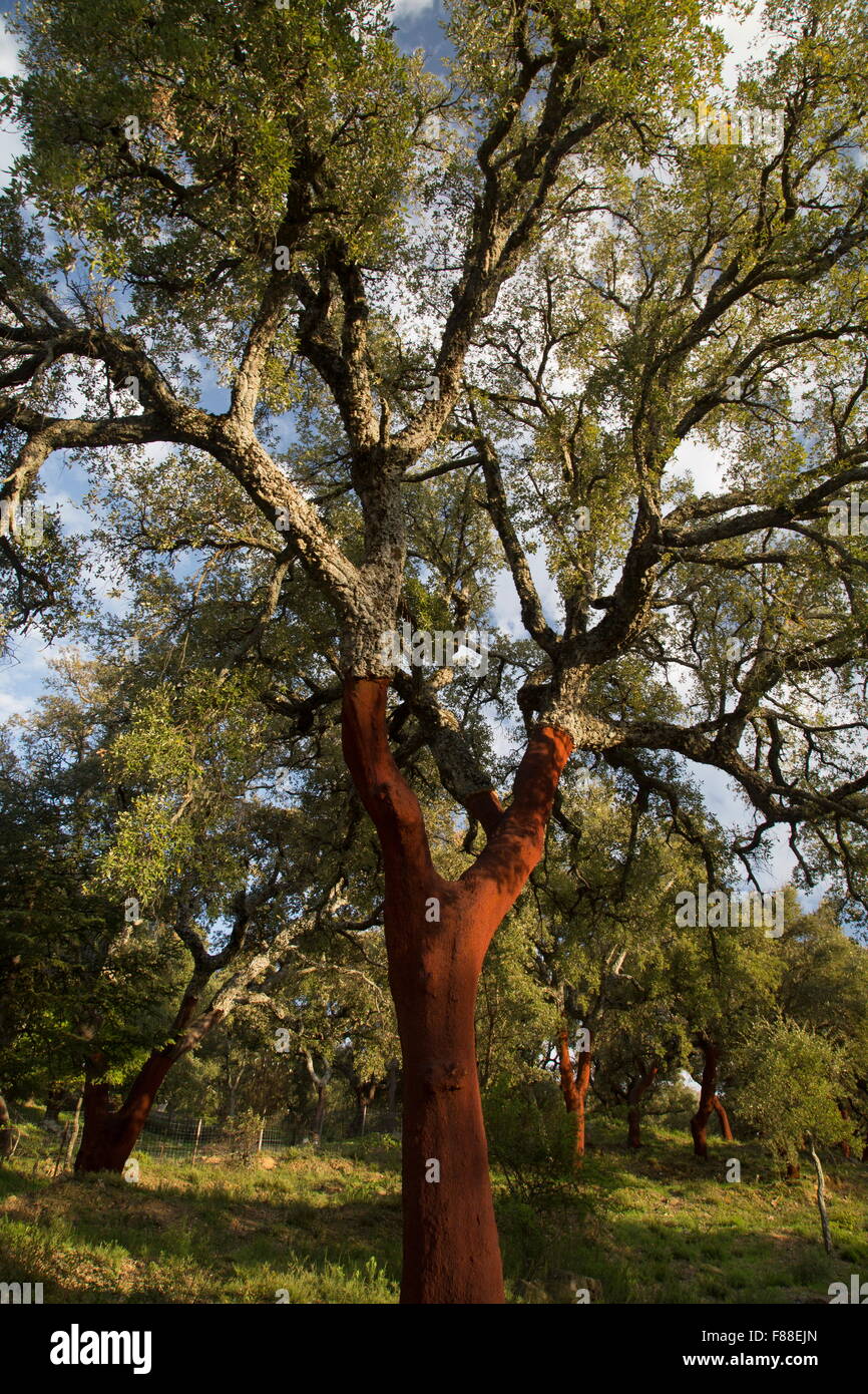 Kork-Eiche, Quercus Suber, vor kurzem geerntet. Grazalema, Südwest-Spanien. Stockfoto