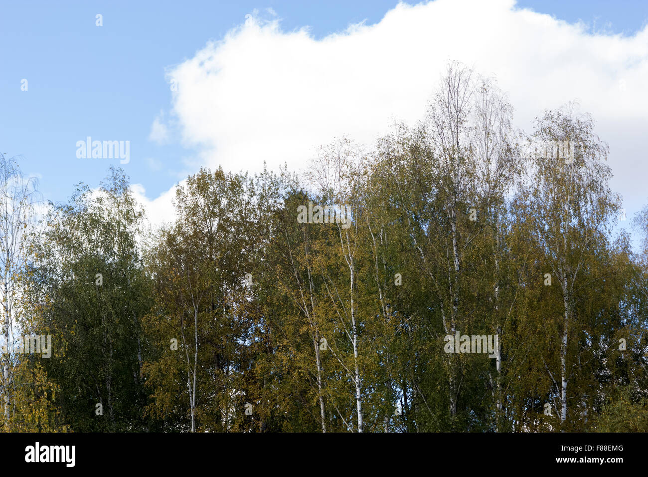 Wipfel der Bäume gegen den blauen bewölkten Himmel im Frühherbst Stockfoto