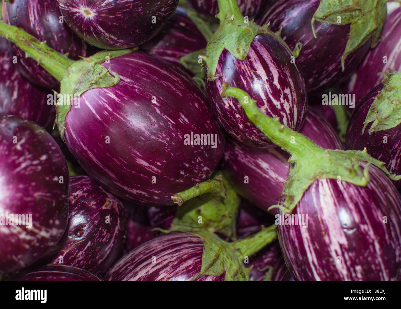kleine Gemüse Aubergine violett Stockfoto