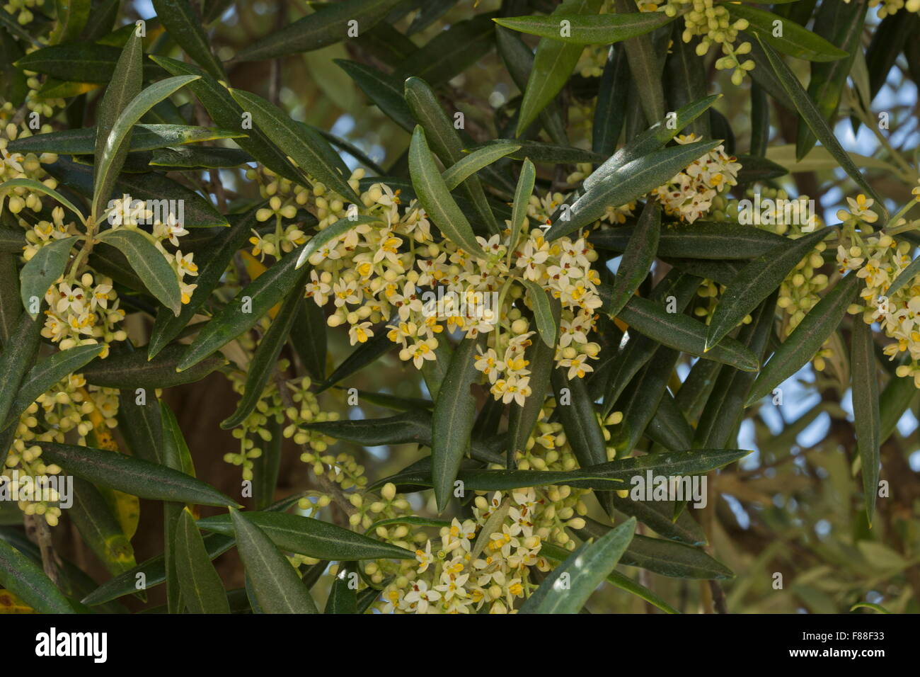 Olivenbaum in Blte im Frhjahr. Spanien Stockfotografie - Alamy