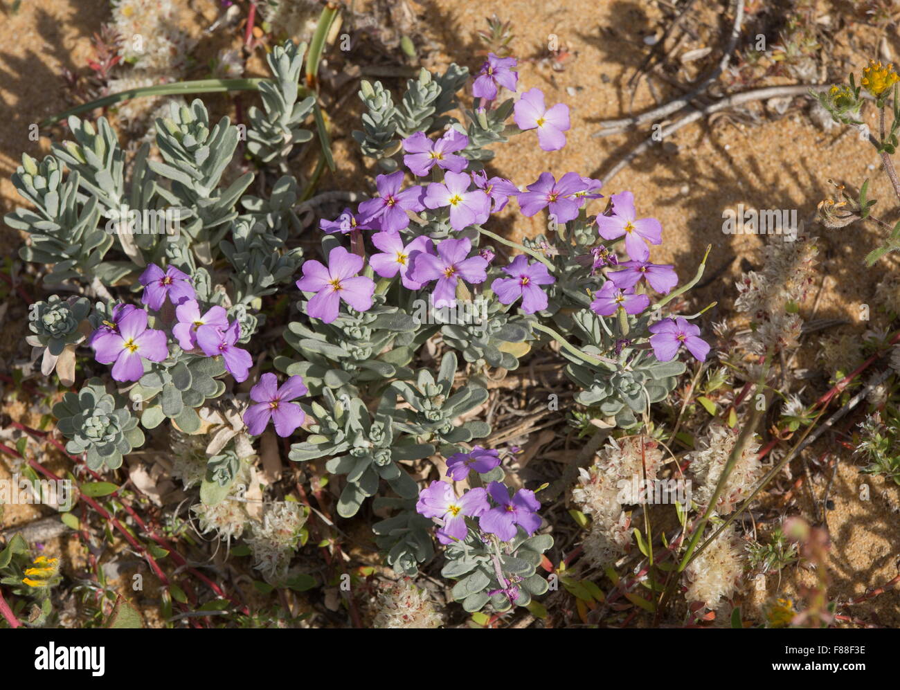 Sand Lager, Malcolmia bei Stockfoto