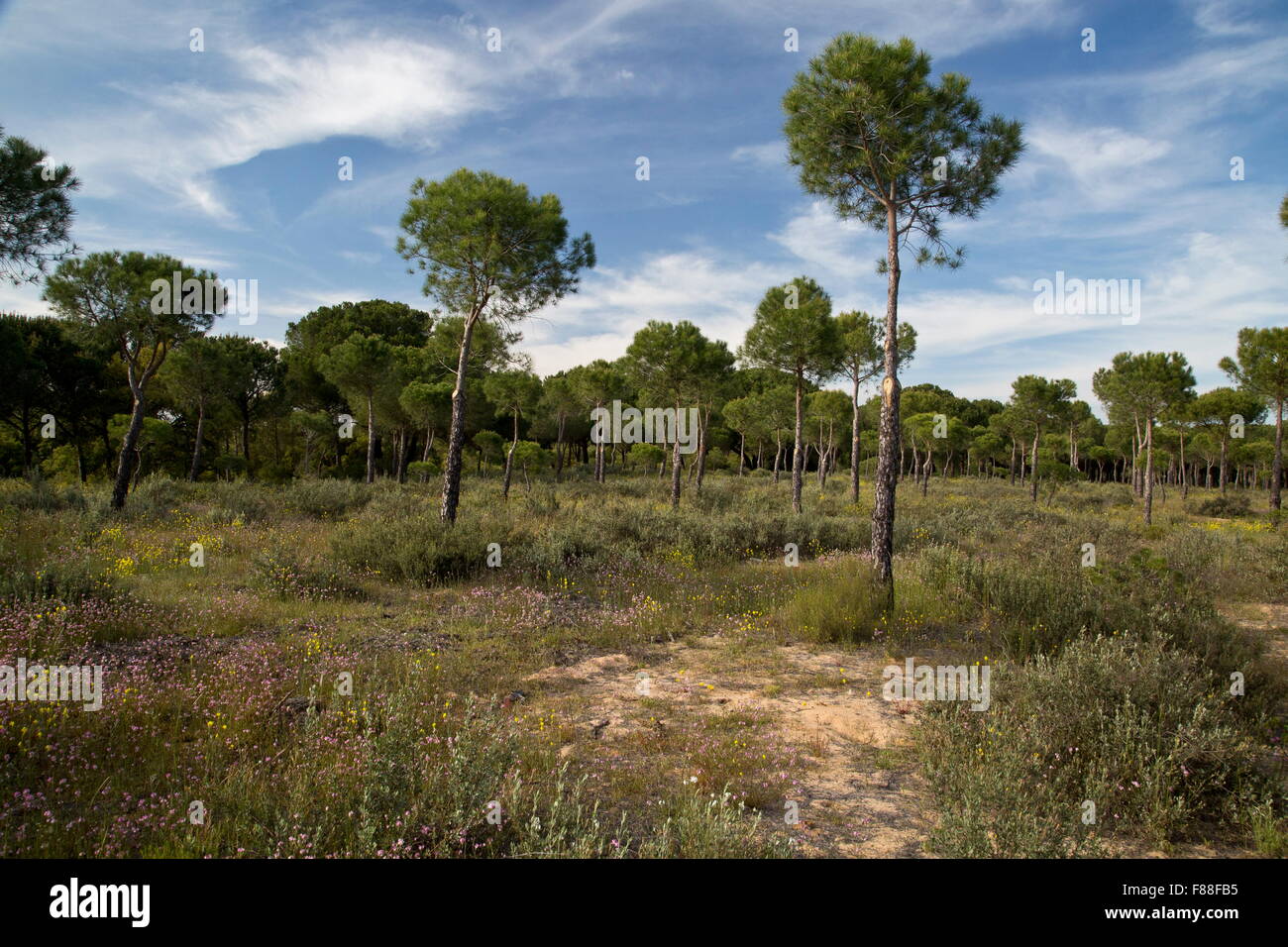 Offenen Regenschirm Kiefernwald auf Sanddünen, Südwest-Spanien. Stockfoto