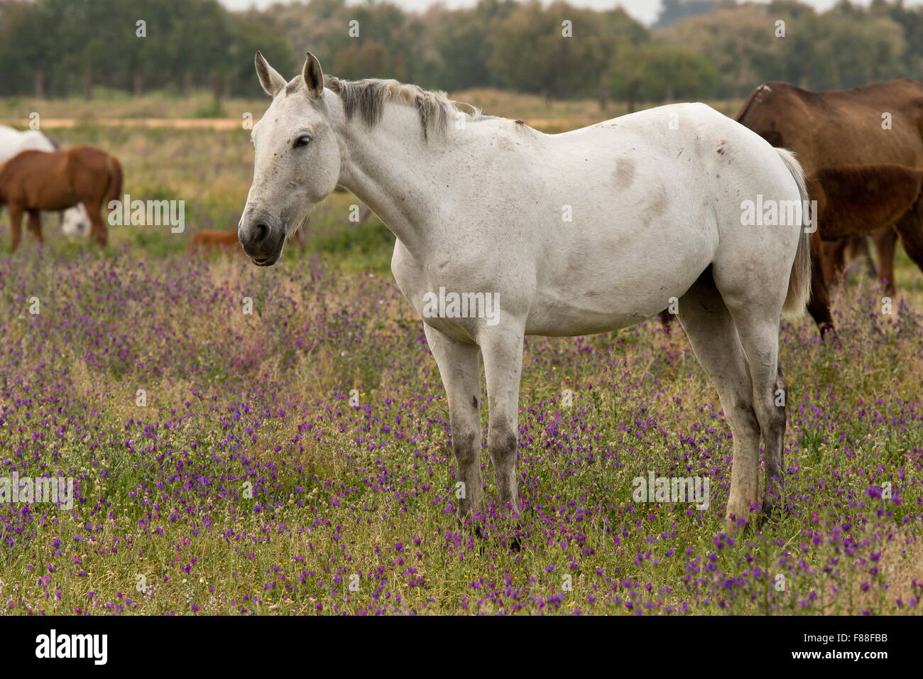 Pferde in feuchten blühenden Weide in El Rocio, am Rande der Coto Donana. Stockfoto