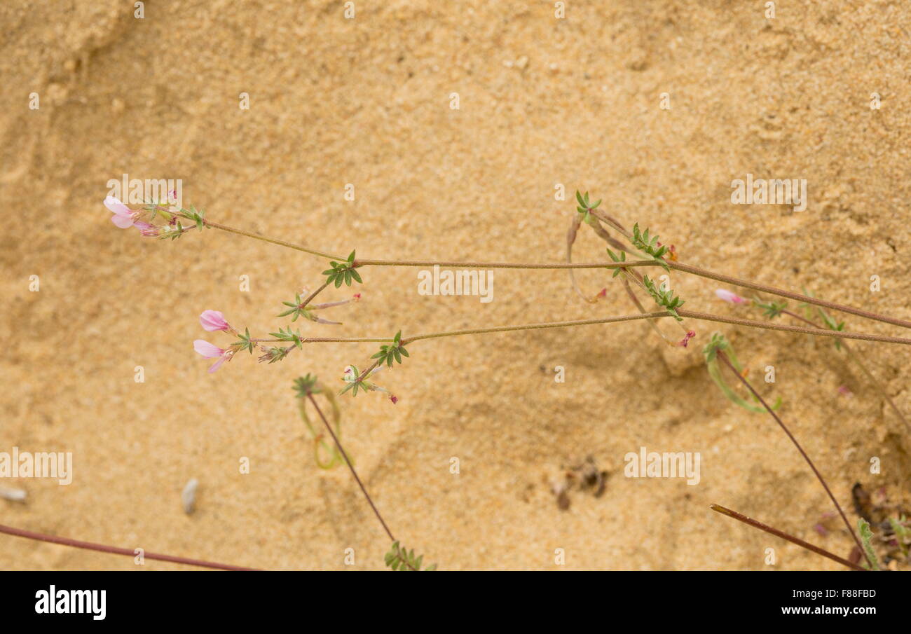 Gemeinsamen Vogel Fuß, Ornithopus Sativus in Blüte und Frucht auf Sanddünen, Coto Donana. Stockfoto