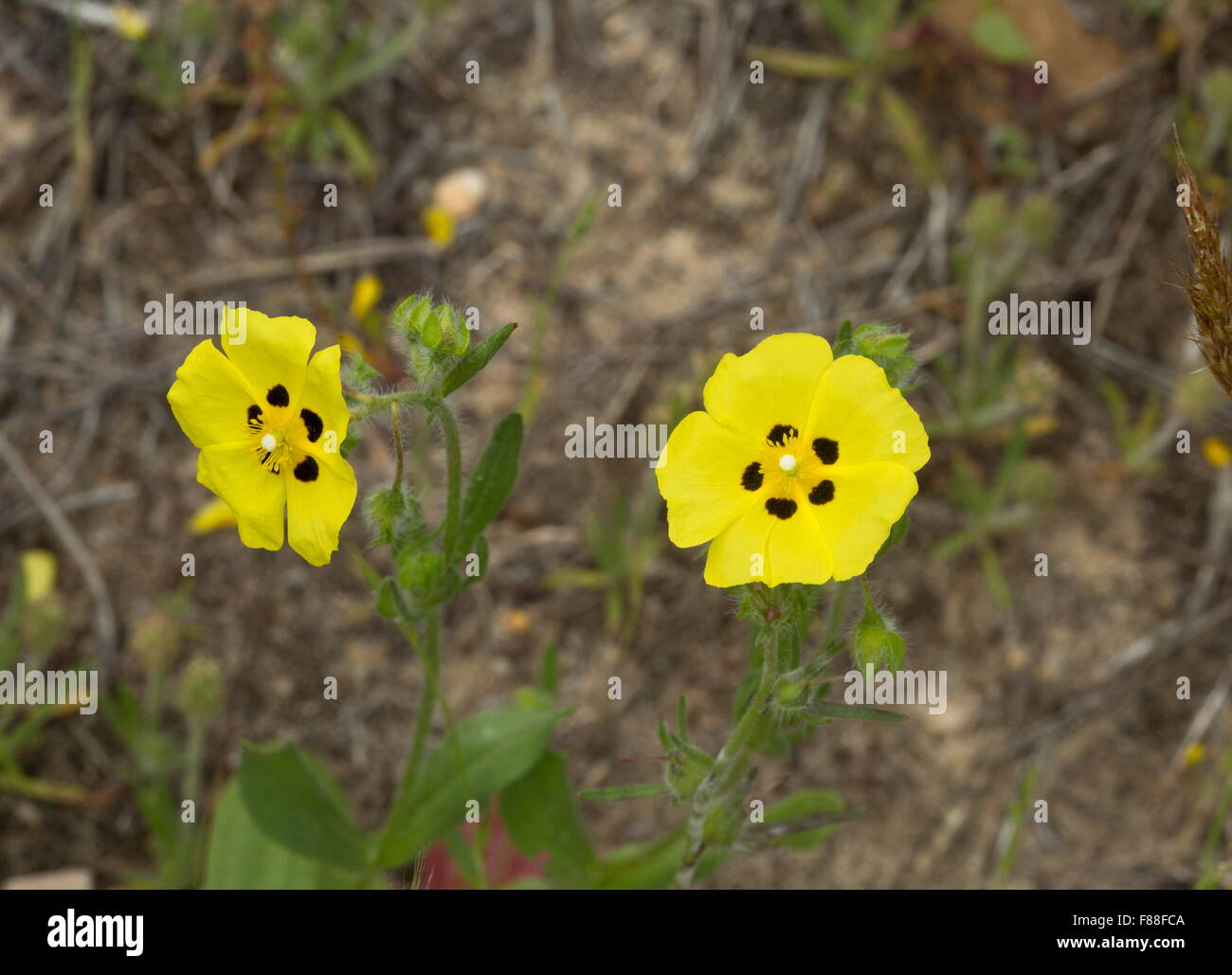 Gefleckte Rock-Rose, RTuberaria Guttata, in Blüte auf Dünen, SW Spanien. Stockfoto