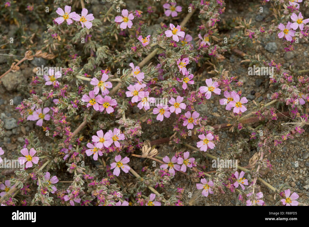 Meer Heide, Frankenia Laevis in Blüte in feuchten salzhaltige Böden. Stockfoto