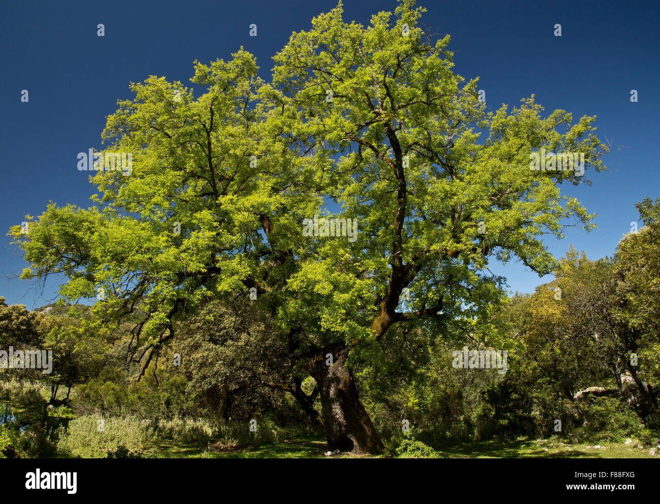 Alte portugiesische Eiche, Quercus Faginea in Blüte in grasbewachsenen Dehesas auf Kalkstein, Sierra de Grazalema, Spanien. Stockfoto