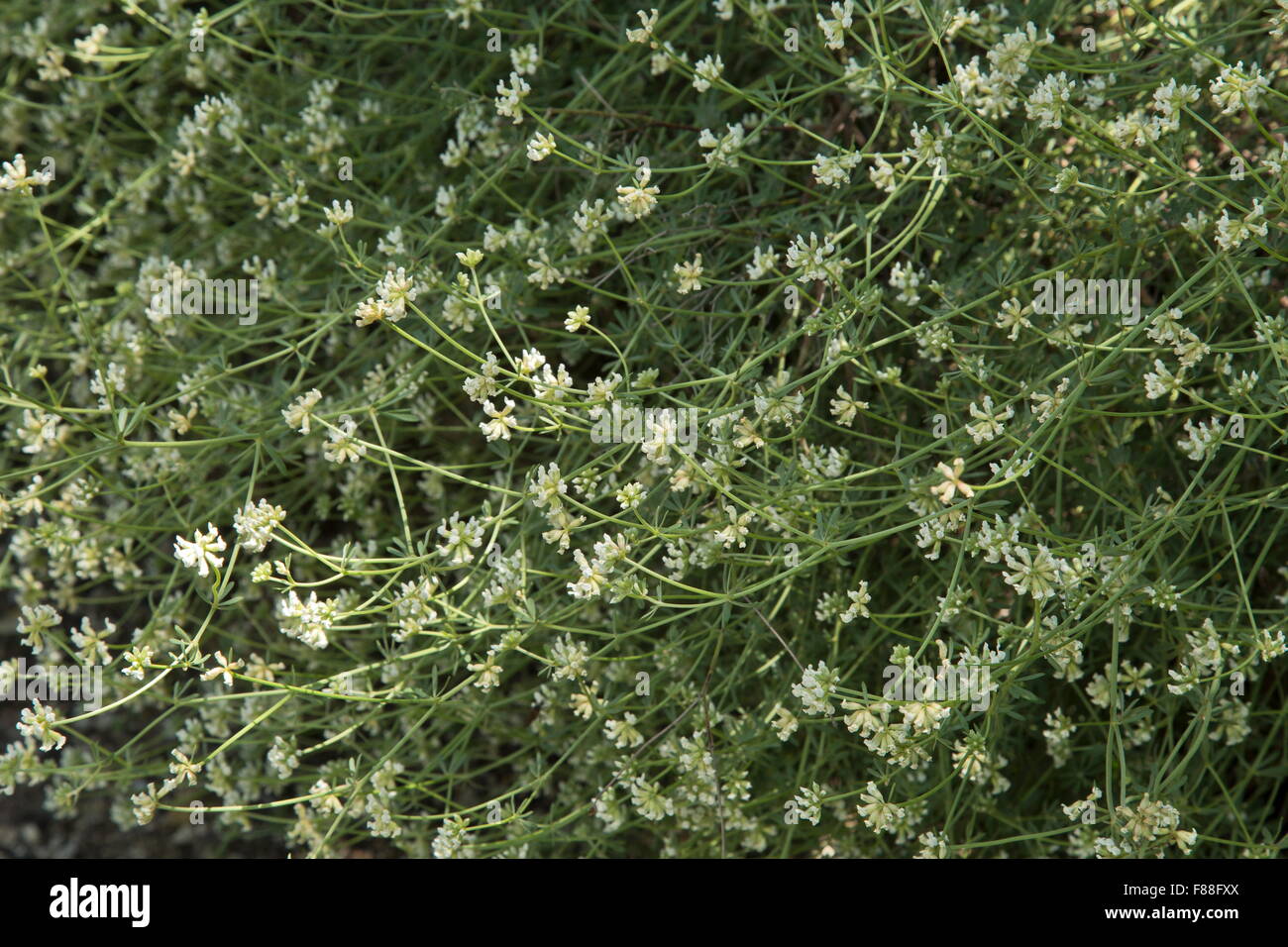 Niederliegend Kanarische Klee, Dorycnium Pentaphyllum in Blüte. Spanien. Stockfoto